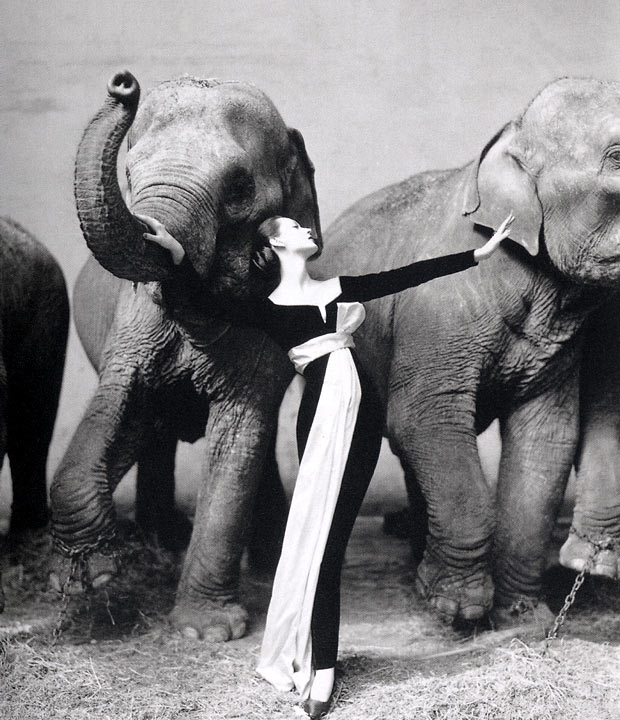 Самая дорогая фотография. Ричард Аведон.  Довима и слоны. Фотографии. Картинка