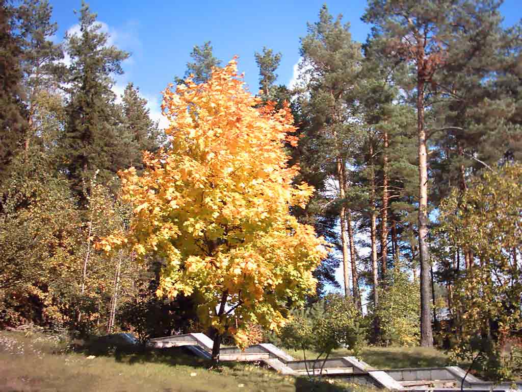 Леса в Беларуси