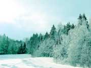 Морозный зимний день в белорусском лесу...