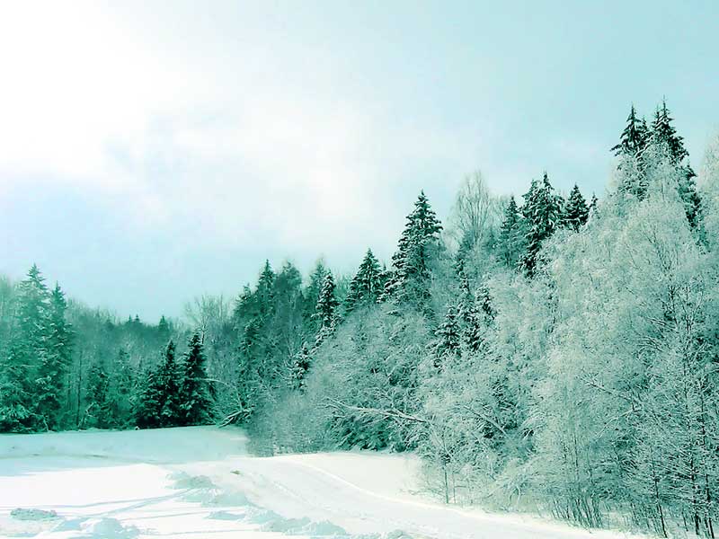 Горнолыжные курорты. Морозный зимний день в белорусском лесу...