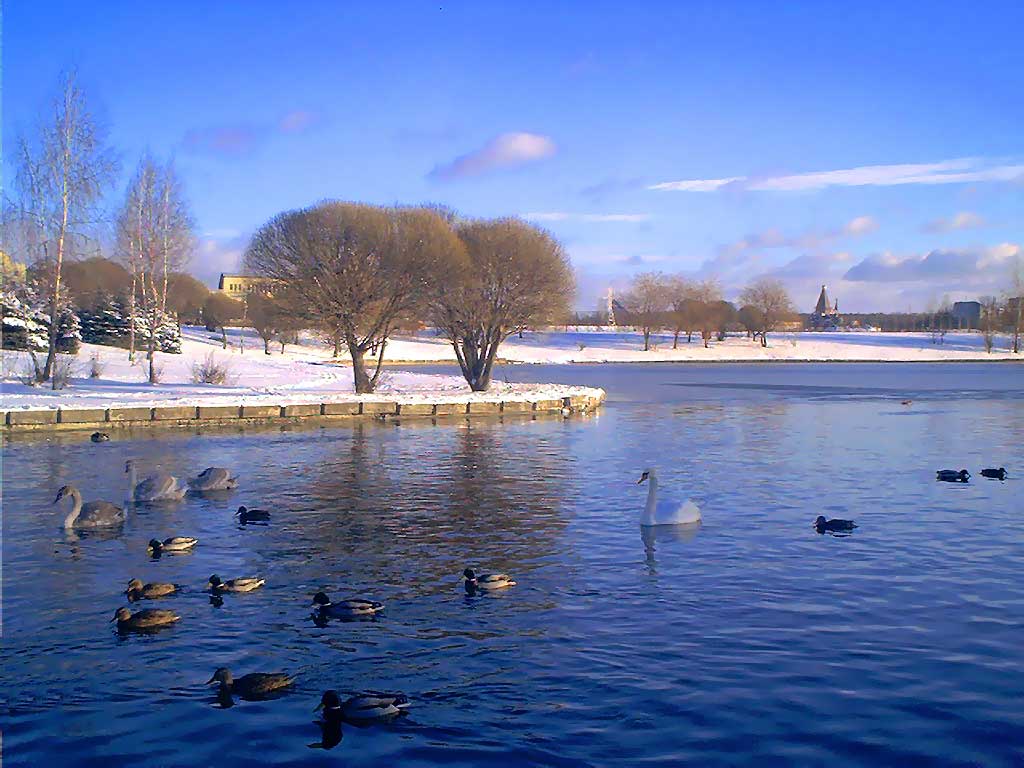 Зимний день. Сочинение. Птицы в Беларуси.  Фото. Фотографмя. Картинка